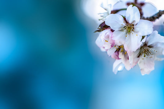 Cherry Blossom On Blue - Adhesive Vinyl Wrap