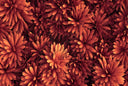 Dive Into Fall - Adhesive Vinyl Wrap
