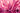 Liquid Pink - Adhesive Vinyl Wrap