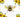 Queen Bee and Sunflowers - Adhesive Vinyl Wrap