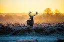 Red Deer Frost - Adhesive Vinyl Wrap