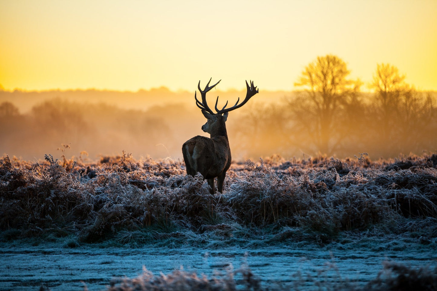 Red Deer Frost - Adhesive Vinyl Wrap