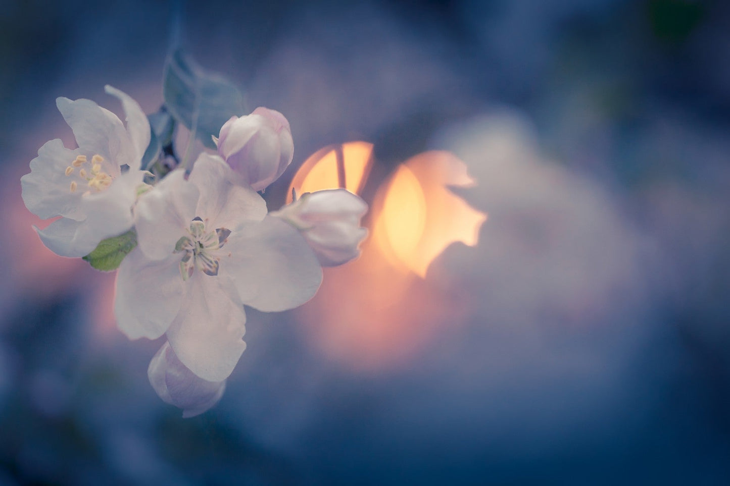 Spring Blossom On Blue - Adhesive Vinyl Wrap