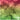 Watermelon Swirl - Adhesive Vinyl Sheets