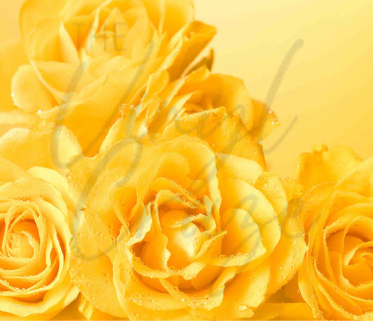 Yellow Rose Closeup - Adhesive Vinyl Wrap