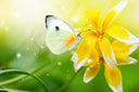 Yellow Butterfly Flower - Adhesive Vinyl Wrap